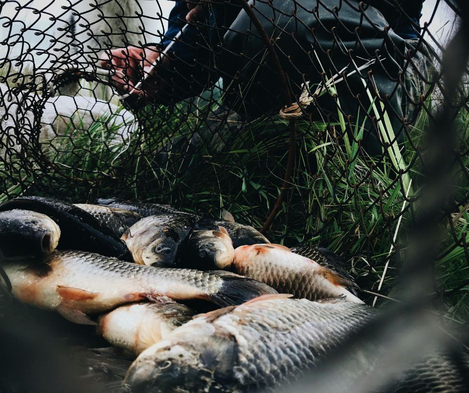 rybolovlia v pershii polovyni vesny 2024 roku pravyla rybolovli iaku rybu mozhna spiimaty1