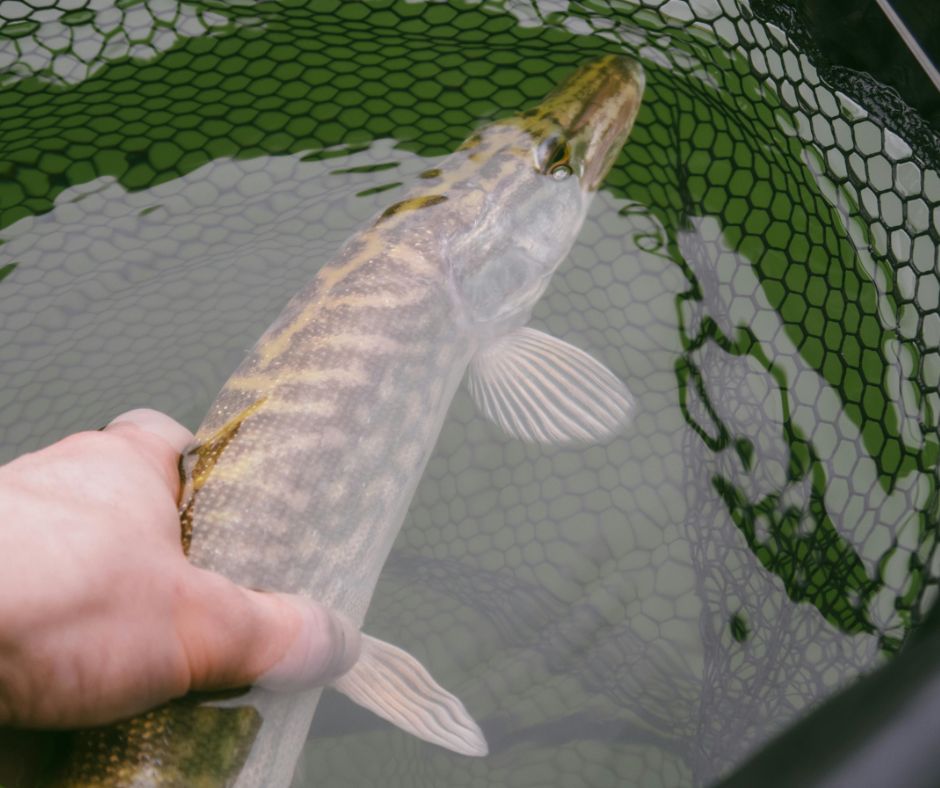 rybolovlia v pershii polovyni vesny 2024 roku pravyla rybolovli iaku rybu mozhna spiimaty 2