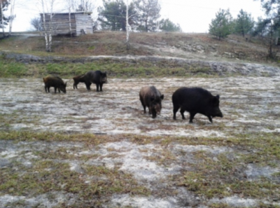 База отдыха 