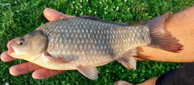 Урочище Вишенки