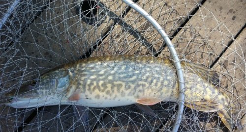 Рыбалка на Озере Михайлына в Киевской области