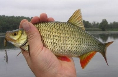 Рыбалка на Карловском водохранилище