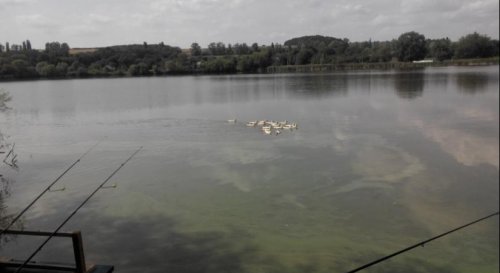 Рыбалка на пруду в с. Комаровка Черкасской области