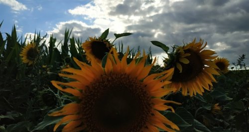 Рыбалка на пруду в с. Комаровка Черкасской области