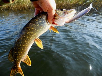 Рыбалка на базе «У дяди Саши»