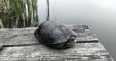 Озеро Козинцы 