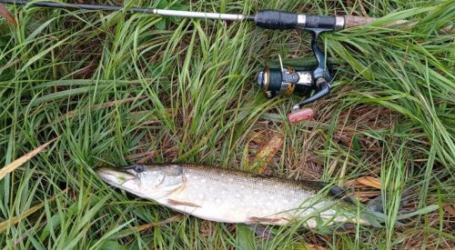 Платная рыбалка на пруду в с. Бережцы 