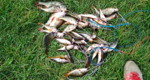 Платная рыбалка на пруду в с. Бережцы 