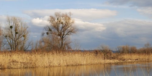 Платная рыбалка на пруду в с. Бережцы 