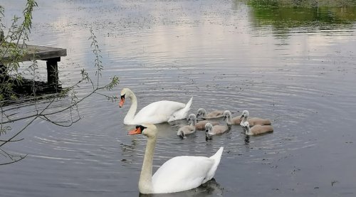 Платна рибалка на Лемківській ставці Тернопільської області