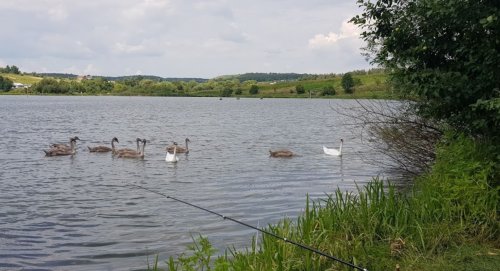 Платна рибалка на Лемківській ставці Тернопільської області