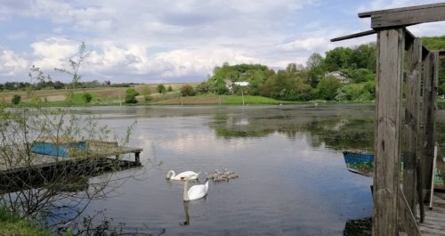 Платна рибалка на Лемківській ставці Тернопільської області