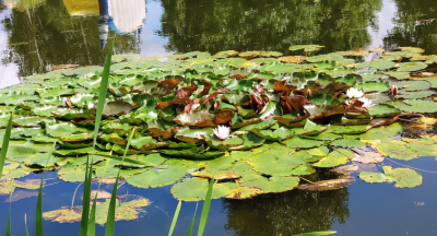 Рыбалка на реке Псёл в городе Сумы Сумской области