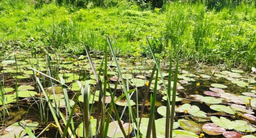 Рыбалка на реке Псёл в городе Сумы Сумской области