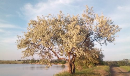 Риболовля на ставці Бердянське