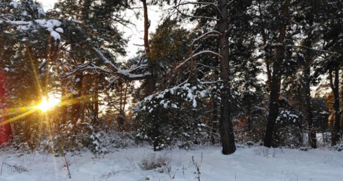 Рыбалка на ставке в с. Новая Любомирка Ровенской области