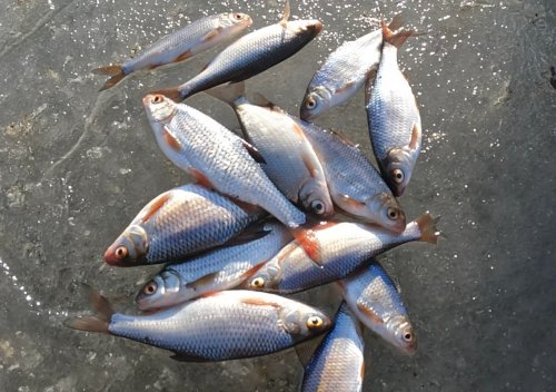 Рыбалка на водоёме в с. Островерховка