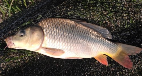 Рыбалка на заводском ставке в с. Будылки Сумской области