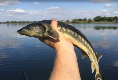 Рыбалка на озере Рыбацкий Хутор с. Томина Балка