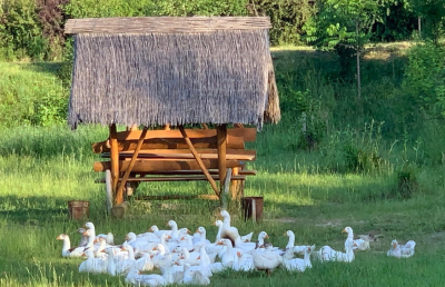 Рыбалка на базе отдыха: Три гусака
