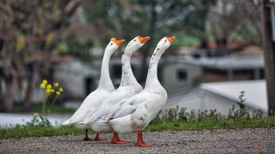 Рыбалка на базе отдыха: Три гусака