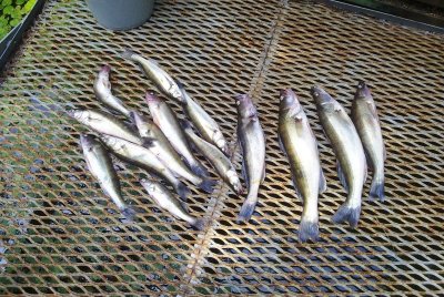 Рыбалка на Базе отдыха «Жемчужина» 