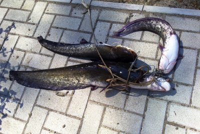 Рыбалка на Базе отдыха «Жемчужина» 