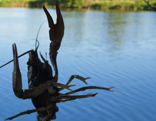 Рибалка на Михайлівському ставку Вільнянський р-н. Запорізька обл.
