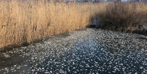 Риболовля на ставку Варварівка в Дніпропетровській області