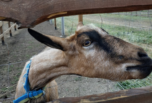 Рибалка у селі Червоний Яр Запорізький р-н. Запорізька обл.