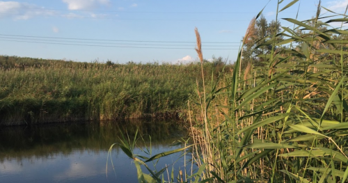 Рибалка у селі Григорівка Запорізький р-н. Запорізька обл.
