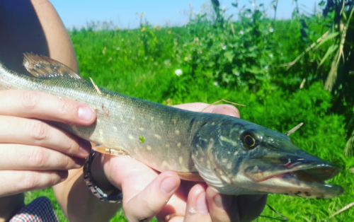 Рибалка у селі Григорівка Запорізький р-н. Запорізька обл.