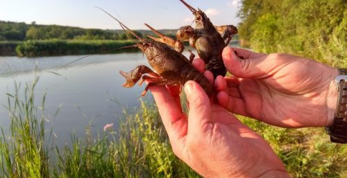 Рибалка у селі Григорівка Запорізький р-н. Запорізька обл.