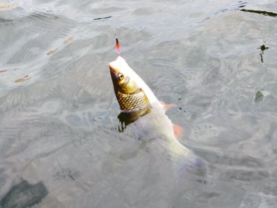 Рыбалка в селе Терешковка 