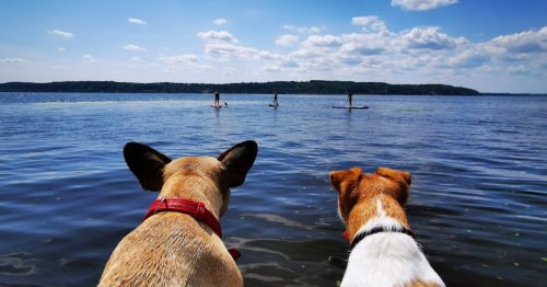 База відпочинку «ROYAL glamping» в селі Кийлів у Київській області
