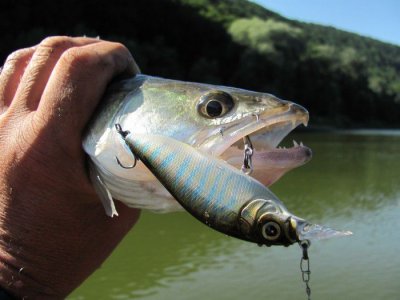 Отдых и рыбалка на Днестровском Каньоне - «Белый Камень» в Тернопольской области