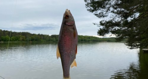 Рибалка на озері Майдан 