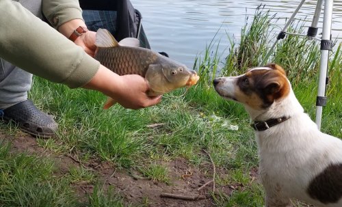 Рыбалка Гаи- Борозенка, Роменский район Сумская область
