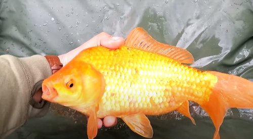 Рыбалка Гаи- Борозенка, Роменский район Сумская область