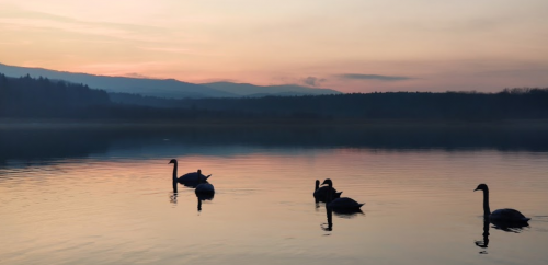 Озеро «Доброгостівське водосховище» у Львівській області