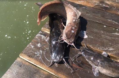 Рыбалка и отдых на водоеме «Заря»