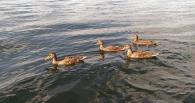 Рыбалка на базе отдыха «У Панночки»