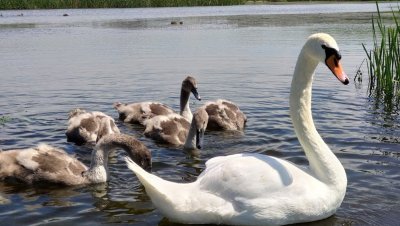 Рибалка на Німецькому озері 