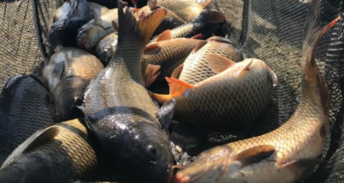 Рыбалка на озере Бердихов во Львовской области