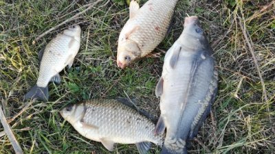 Рыбалка на Ставке в с. Кривоносово