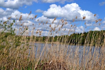 Рыбалка на ставке в селе Поселяновка