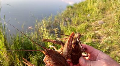 Рыбалка на «Юльевском» 