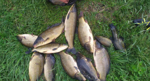 Рибацька база «Тихе Плесо» у Львівській області