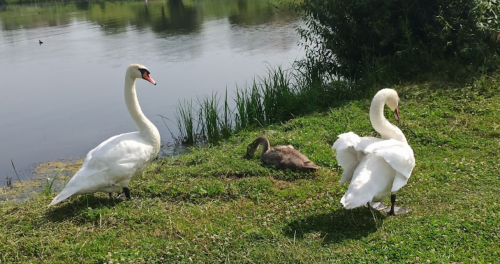 Рибацька база «Тихе Плесо» у Львівській області