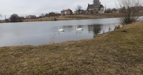 Рибацька база «Тихе Плесо» у Львівській області